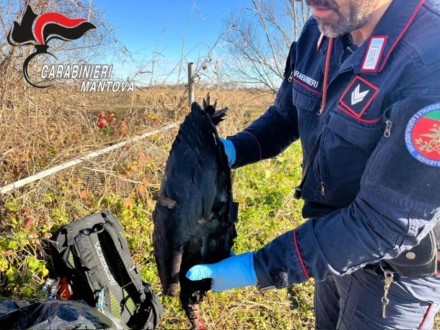 Ibis eremita trovato morto a Castel Goffredo dai Carabinieri Forestali
