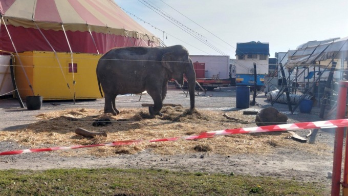 Elefantessa maltrattata al circo: parte il processo in Tribunale a Mantova