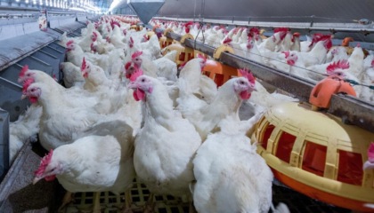 Focolaio di aviaria in un allevamento: abbattuti 30mila capponi