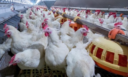 Focolaio di aviaria in un allevamento: abbattuti 30mila capponi