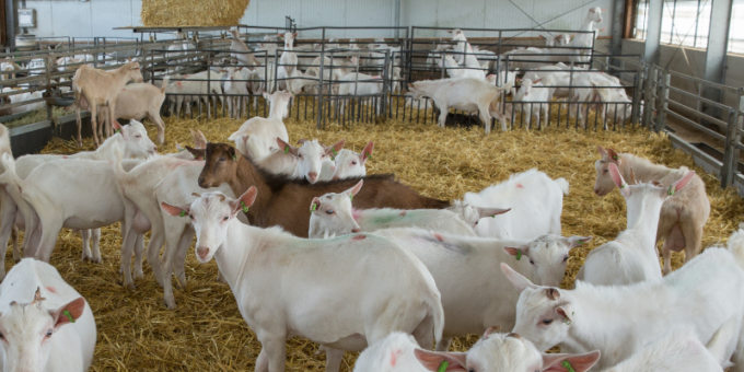 Allevamento di capre e pecore privo di codici e registrazione, titolare sanzionato per oltre 9mila euro