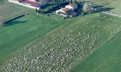 Pastore arrestato: scatta anche il sequestro di armi, azienda, mezzi agricoli e quasi 3mila pecore