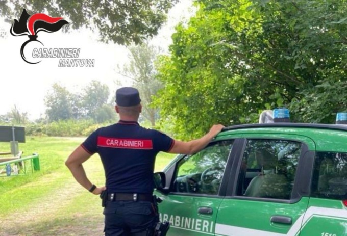 Per sopprimere le nutrie usa le esche avvelenate col liquido per radiatori da auto