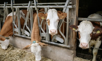 Regione Lombardia approva un piano per ridurre le emissioni in zootecnica