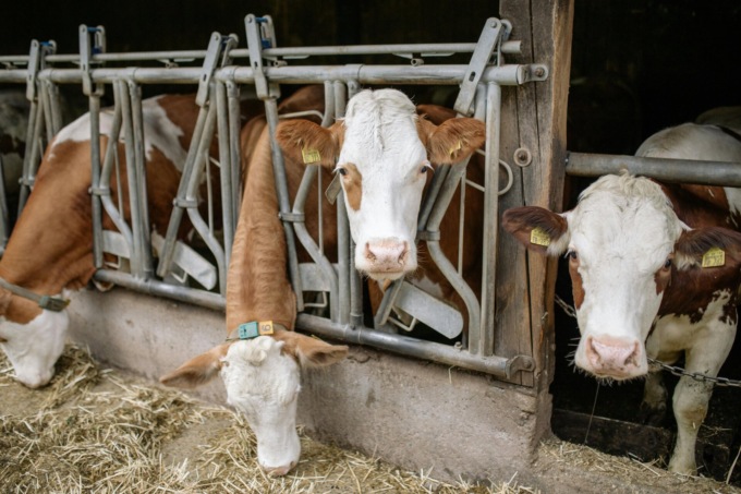 Regione Lombardia approva un piano per ridurre le emissioni in zootecnica