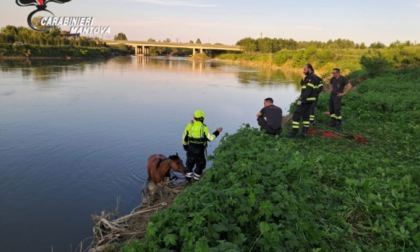 Cavallo cade nel fiume Oglio e non riesce più a risalire, salvato dai soccorsi