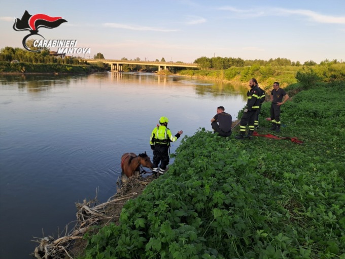 Cavallo cade nel fiume Oglio e non riesce più a risalire, salvato dai soccorsi