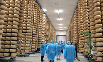 Come si fa il Parmigiano Reggiano? Ecco il corso per "salvare" caseifici e arte casearia