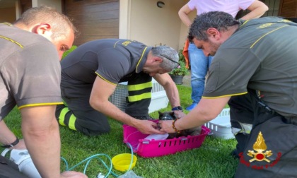 Rogo nell'abitazione: i vigili del fuoco salvano l'immobile e due mici