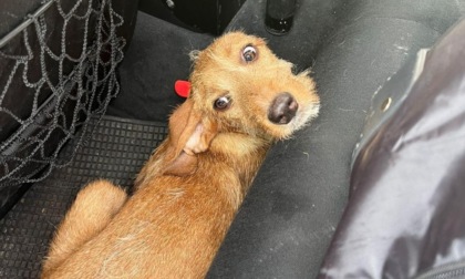Cagnolino smarrito di notte lungo la strada statale: i poliziotti lo salvano da auto e camion