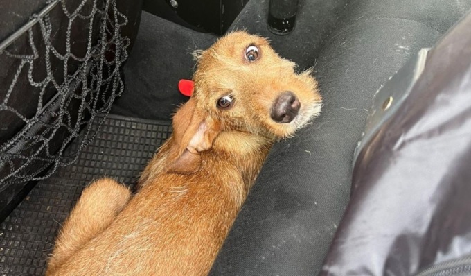 Cagnolino smarrito di notte lungo la strada statale: i poliziotti lo salvano da auto e camion