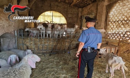 Pecore e capre affamate e disidratate (e carcasse abbandonate in un cascinale fatiscente)