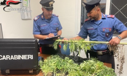 Commerciante con la passione per la cannabis, nel retrobottega scoperte 18 piante di marijuana