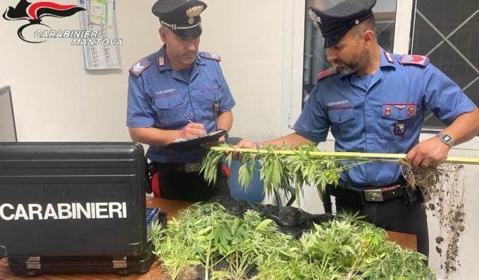 Commerciante con la passione per la cannabis, nel retrobottega scoperte 18 piante di marijuana