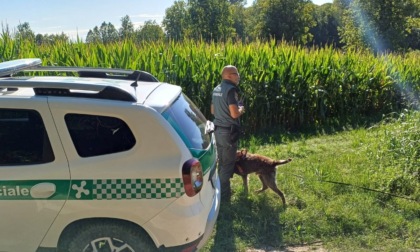 Rinvenuto morto a Castellaro Lagusello un cucciolo di lupo: da chiarire le cause