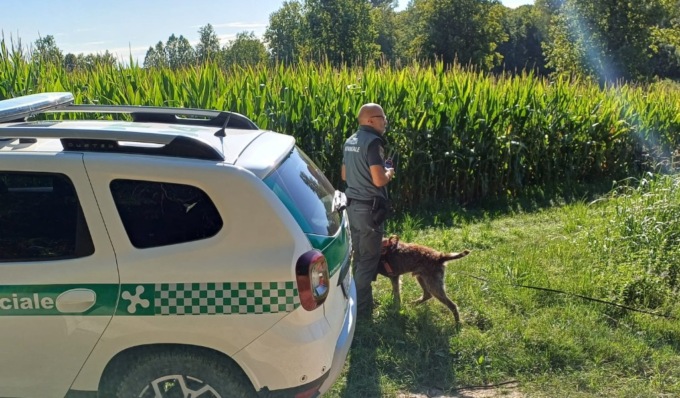 Rinvenuto morto a Castellaro Lagusello un cucciolo di lupo: da chiarire le cause