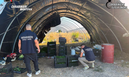 Stranieri sfruttati a Goito, li costringevano a raccogliere ortaggi nelle ore più calde per 4 euro all'ora