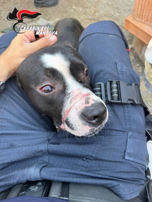 Il cane recuperato dai Forestali: evidenti le ferite sul muso