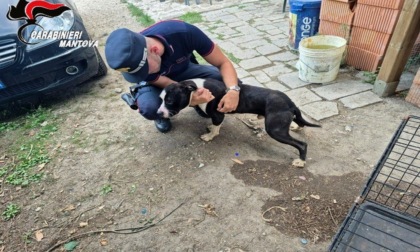 Cane chiuso in gabbia, al buio senza cibo né acqua: denunciato il proprietario