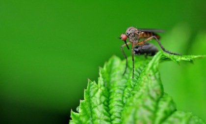 Allarme West Nile a Mantova: virus rilevato in zanzare e animali, scattano le misure preventive