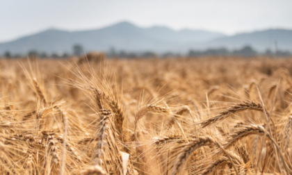 Fondi per progetti ambientali: alle aziende agricole della provincia di Mantova quasi 30mila euro