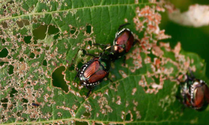 Minaccia insetti nocivi, stanziati oltre 440mila euro per l’agricoltura mantovana