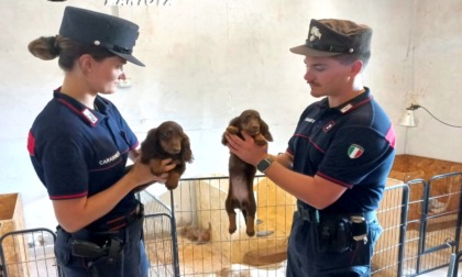 Vendeva cuccioli di cane senza pedigree: scatta il sequestro di 70 esemplari