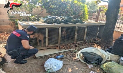 I carabinieri trovano un canile lager: c'era anche un pitbull morto di caldo chiuso in auto