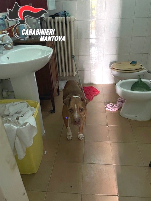 Il cane legato al termosifone nel gabinetto