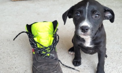 L'appello urgente del canile di Mantova: "Sette bellissimi cuccioli di cane da adottare"
