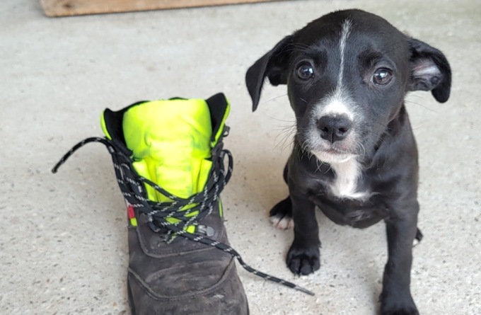 L’appello urgente del canile di Mantova: “Sette bellissimi cuccioli di cane da adottare”