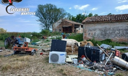 Scoperta discarica abusiva a Ostiglia, tra i rifiuti anche una mucca in condizioni precarie