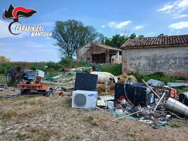 Scoperta discarica abusiva a Ostiglia, tra i rifiuti anche una mucca in condizioni precarie