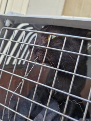 Orrore in centro paese: due gatti domestici infilzati all’amo