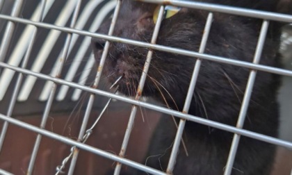 Orrore in centro paese: due gatti domestici infilzati all'amo