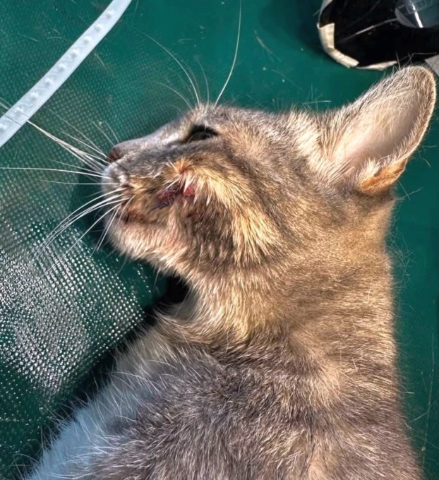 Uno dei due gatti durante le cure veterinarie