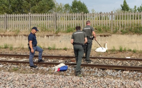 Cigno reale urta i cavi elettrici e precipita sui binari del treno: salvato dalla Polizia