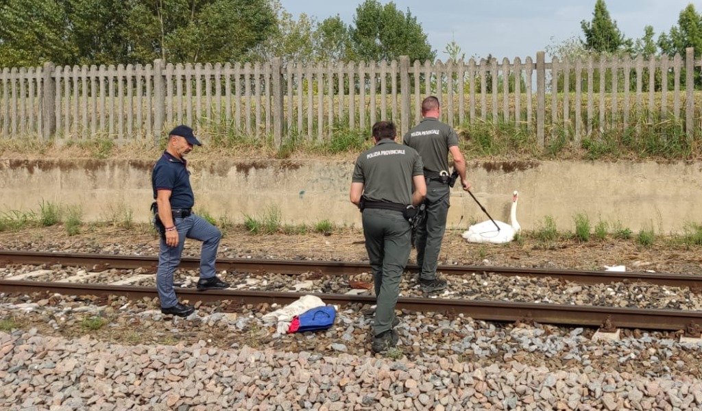 Cigno reale urta i cavi elettrici e precipita sui binari del treno: salvato dalla Polizia