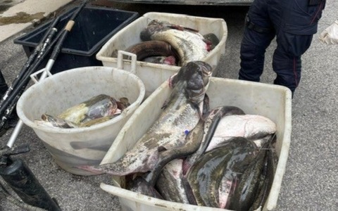 Bracconieri pescano illegalmente 350 chili di siluri con lo storditore