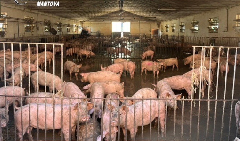 Suini in pessime condizioni igieniche, tra letame e resti di carcasse: sequestrato allevamento