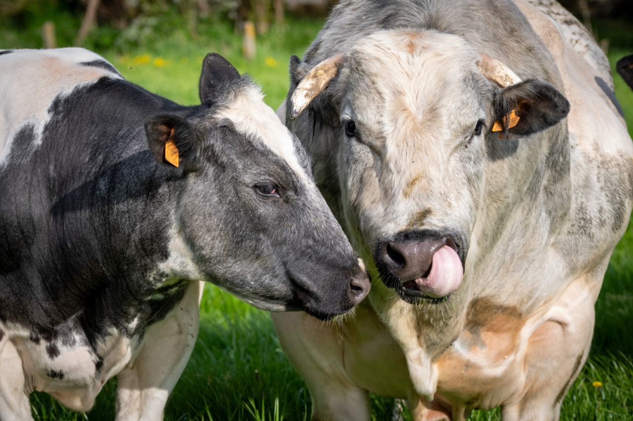 Truffato commerciante di bestiame irlandese: recuperata mandria di 115 bovini del valore di 800mila euro