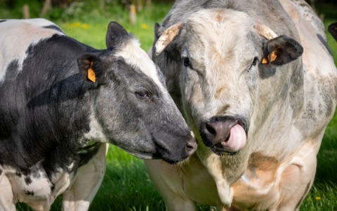 Truffato commerciante di bestiame irlandese: recuperata mandria di 115 bovini del valore di 800mila euro