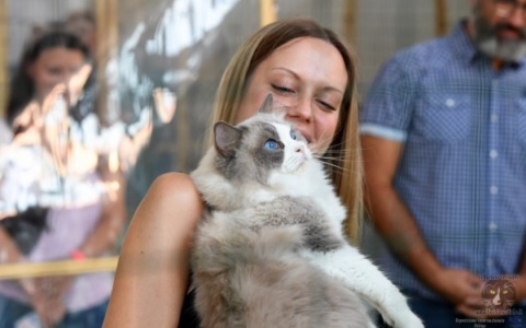 “Mille Cat” porta a Gonzaga un weekend interamente dedicato al mondo felino