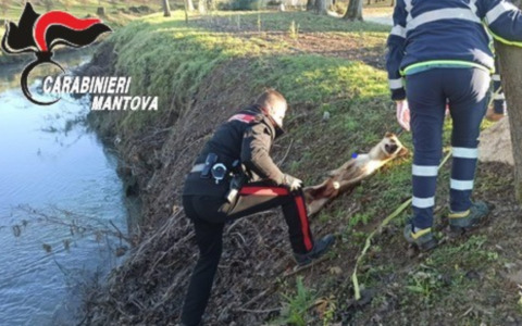 Attraversa la strada e viene investito a Marcaria, cane trasportato d’urgenza in una clinica