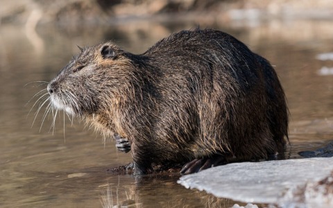 Contenimento nutria: 80mila euro alla provincia di Mantova e sanzioni per i sabotatori delle trappole