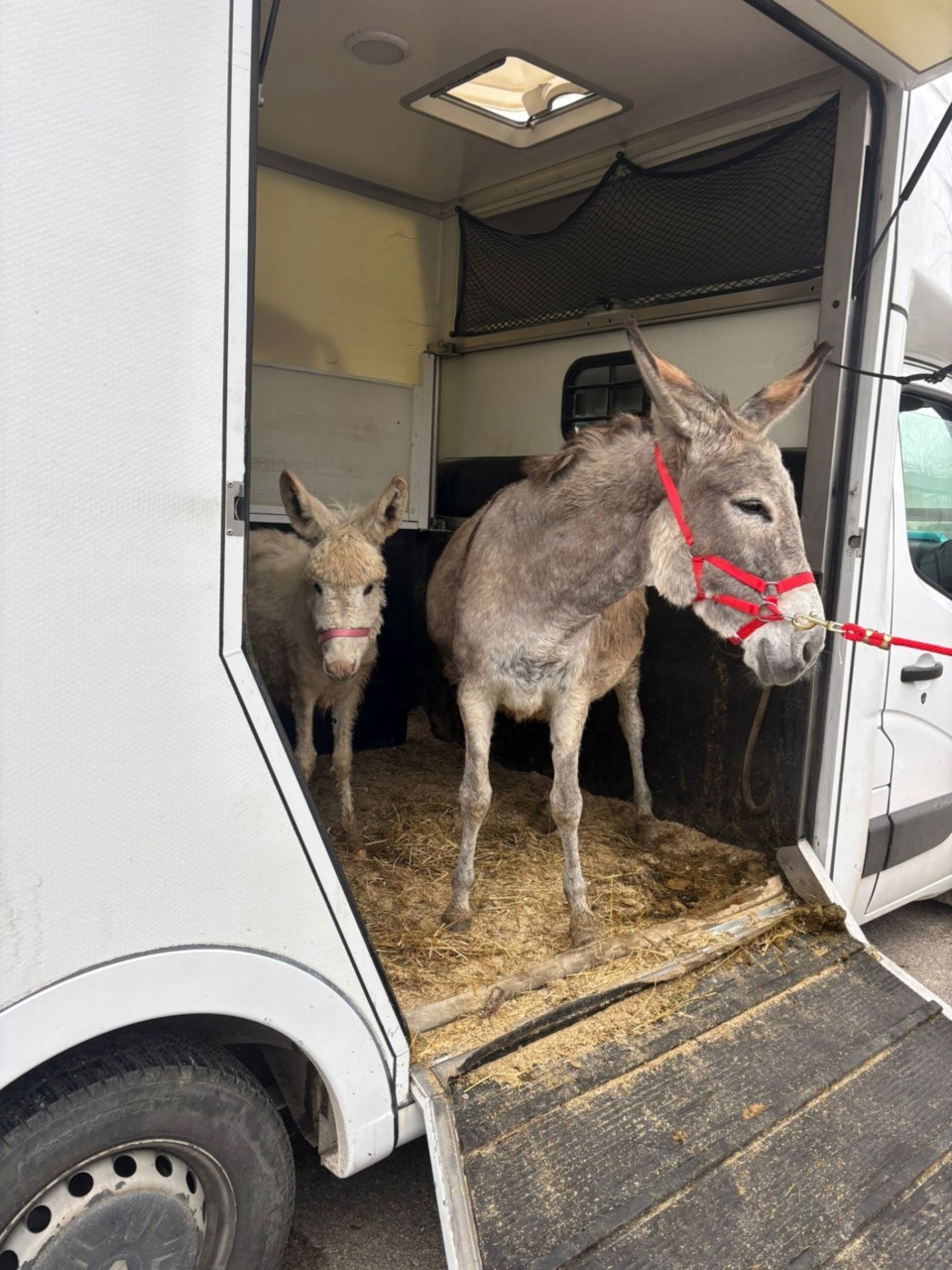 L'arrivo dei due asinelli alla Casa del Sole