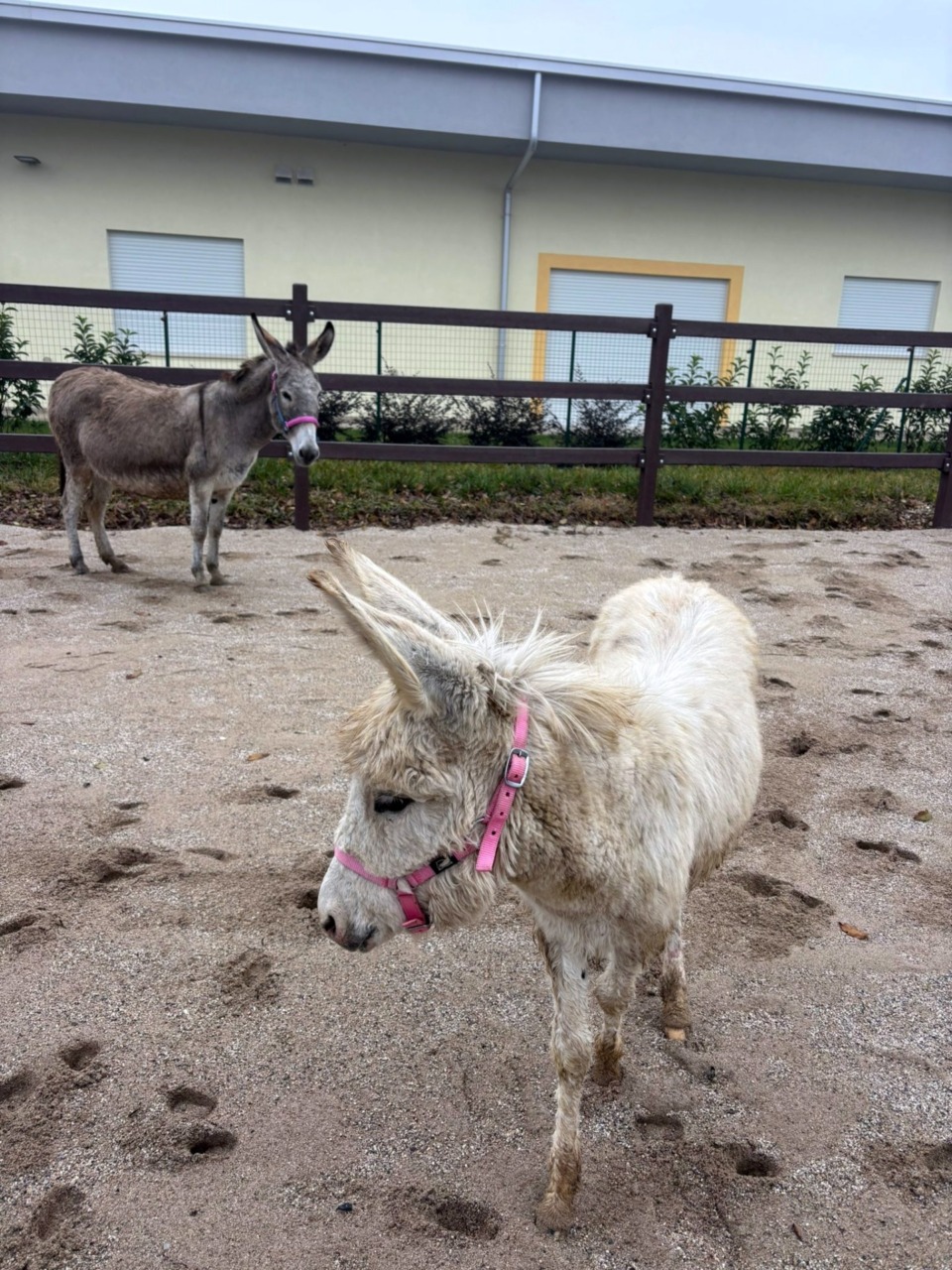 I due asinelli Luna e Fagiolina nel maneggio della Casa del Sole di San Silvestro