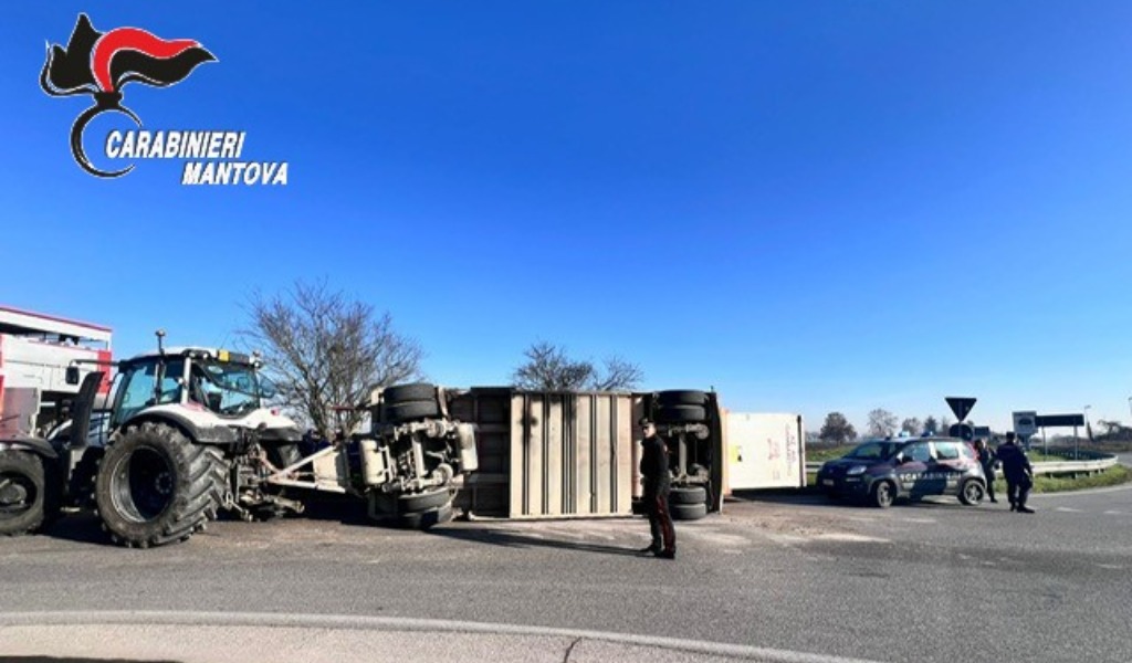 Trattore che trasporta maiali si ribalta alla rotonda di Castellucchio: morti una trentina di animali