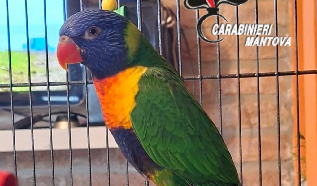 Si ritrova un pappagallo esotico in giardino, sequestrato dai Carabinieri forestali