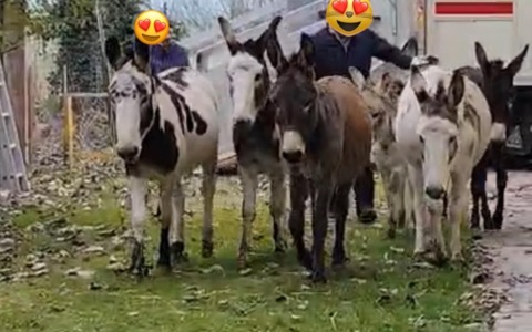 Gli asinelli di Suzzara strappati al macello: grazie all’Enpa li aspetta una famiglia